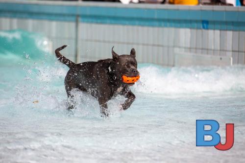 Hundeschwimmen im Wellenfreibad Suedfeldmark