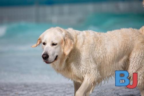 Hundeschwimmen im Wellenfreibad Suedfeldmark