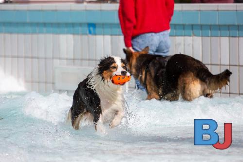 Hundeschwimmen im Wellenfreibad Suedfeldmark