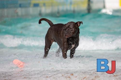 Hundeschwimmen im Wellenfreibad Suedfeldmark