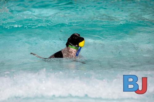 Hundeschwimmen im Wellenfreibad Suedfeldmark