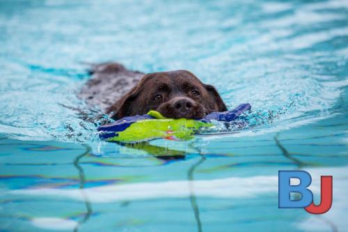 Hundeschwimmen im Wellenfreibad Suedfeldmark