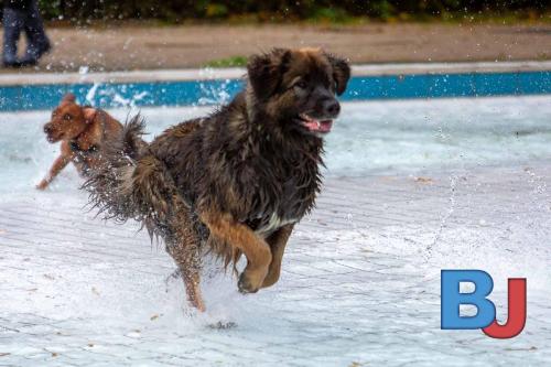 Hundeschwimmen im Wellenfreibad Suedfeldmark