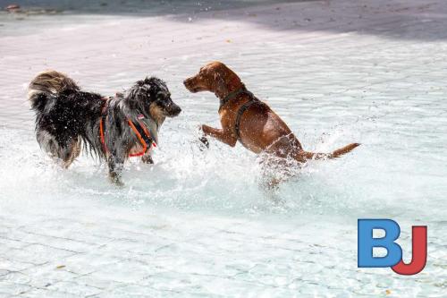 Hundeschwimmen im Wellenfreibad Suedfeldmark