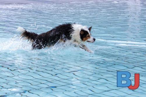 Hundeschwimmen im Wellenfreibad Suedfeldmark