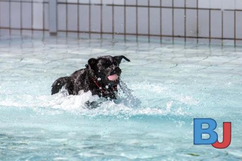 Hundeschwimmen im Wellenfreibad Suedfeldmark