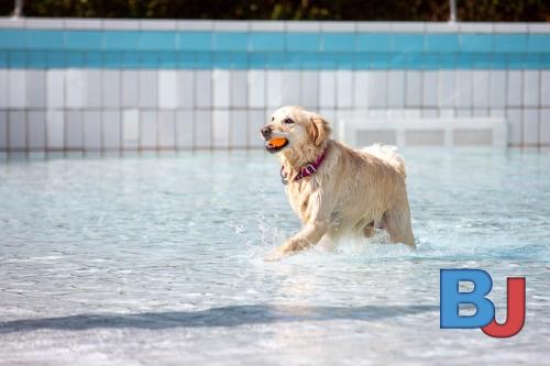 Hundeschwimmen im Wellenfreibad Suedfeldmark