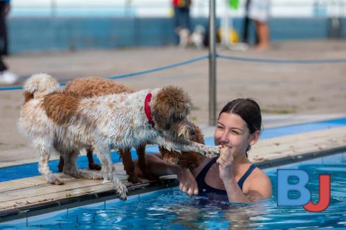 Hundeschwimmen im Wellenfreibad Suedfeldmark