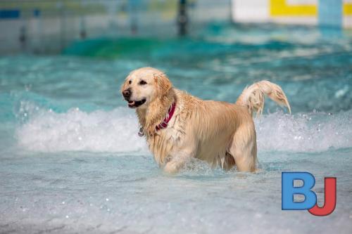 Hundeschwimmen im Wellenfreibad Suedfeldmark