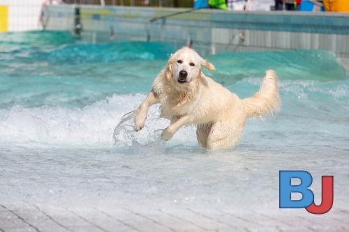 Hundeschwimmen im Wellenfreibad Suedfeldmark