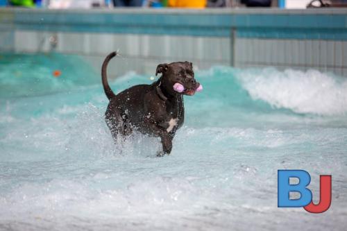 Hundeschwimmen im Wellenfreibad Suedfeldmark