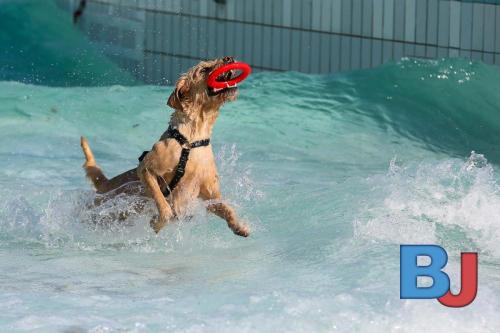 Hundeschwimmen im Wellenfreibad Suedfeldmark