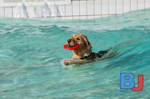 Hundeschwimmen im Wellenfreibad Suedfeldmark