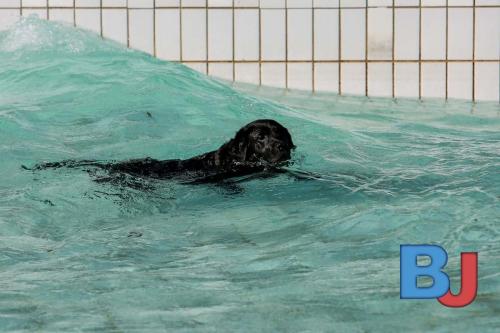 Hundeschwimmen im Wellenfreibad Suedfeldmark