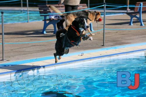 Hundeschwimmen im Wellenfreibad Suedfeldmark