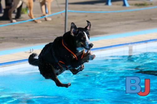 Hundeschwimmen im Wellenfreibad Suedfeldmark