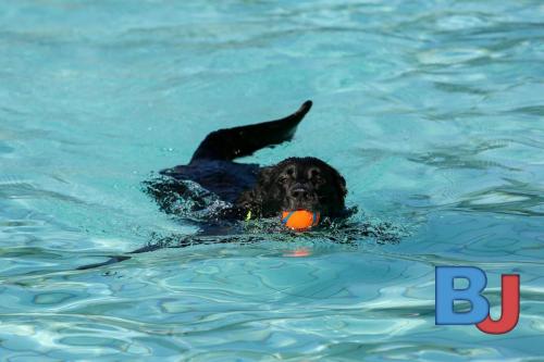 Hundeschwimmen im Wellenfreibad Suedfeldmark