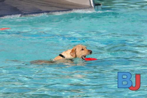 Hundeschwimmen im Wellenfreibad Suedfeldmark