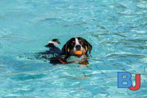 Hundeschwimmen im Wellenfreibad Suedfeldmark