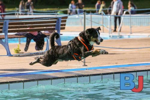 Hundeschwimmen im Wellenfreibad Suedfeldmark