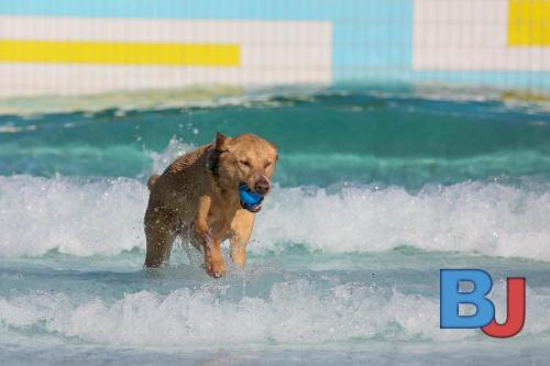 Hundeschwimmen im Wellenfreibad Suedfeldmark