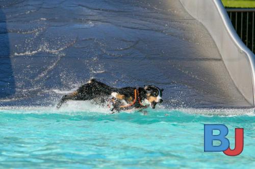 Hundeschwimmen im Wellenfreibad Suedfeldmark