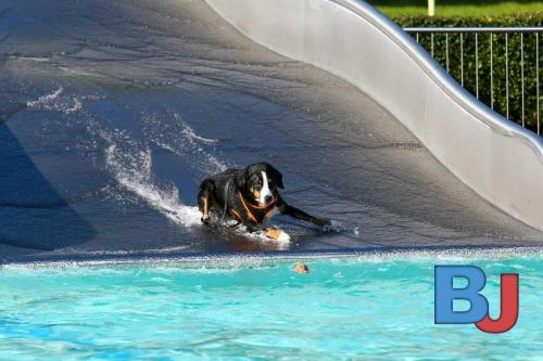 Hundeschwimmen im Wellenfreibad Suedfeldmark