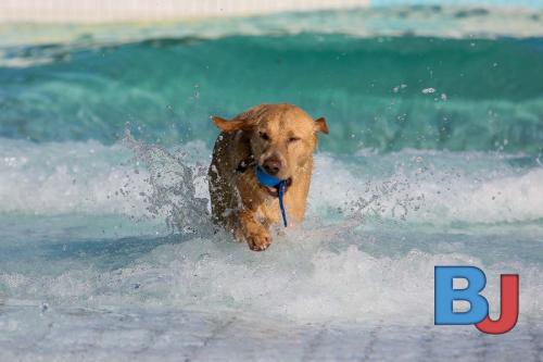 Hundeschwimmen im Wellenfreibad Suedfeldmark