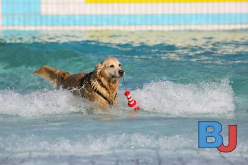 Hundeschwimmen im Wellenfreibad Suedfeldmark