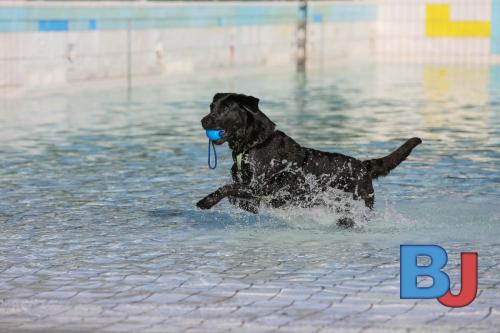 Hundeschwimmen im Wellenfreibad Suedfeldmark