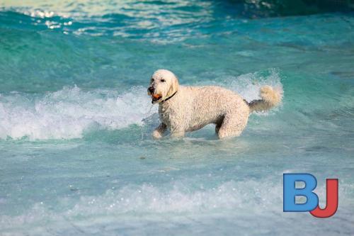 Hundeschwimmen im Wellenfreibad Suedfeldmark